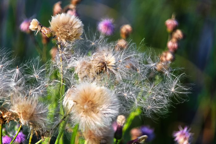 Common Noxious Weeds in Alberta – Canada Thistle