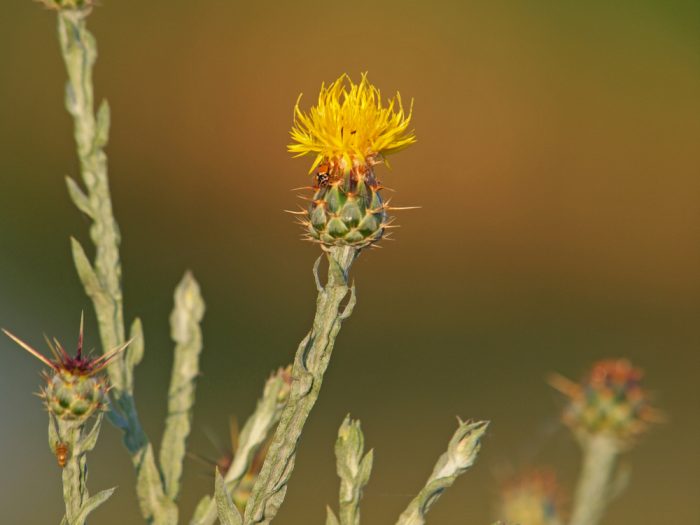 Weed Control & Identification in Alberta