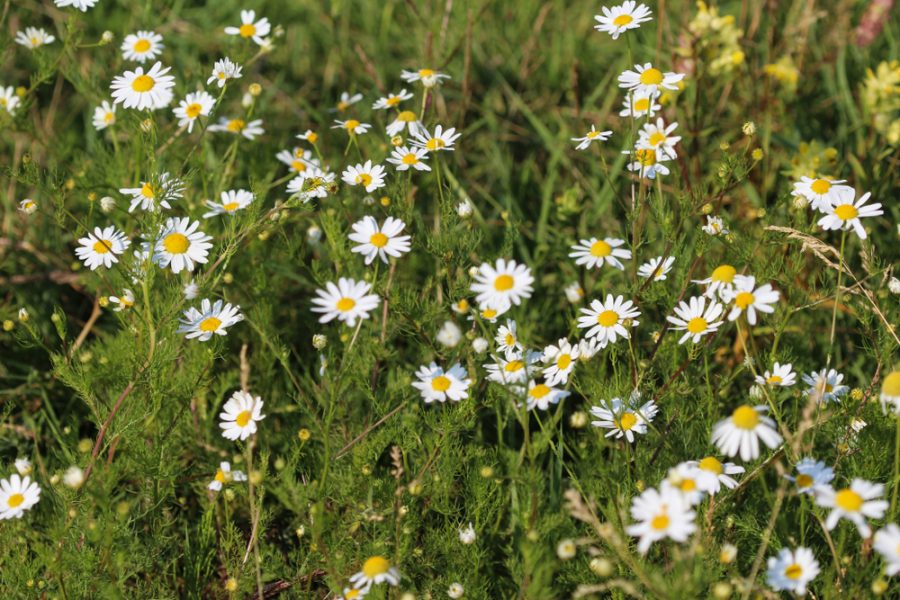 Common Noxious Weeds in Alberta Scentless Chamomile Weed Control