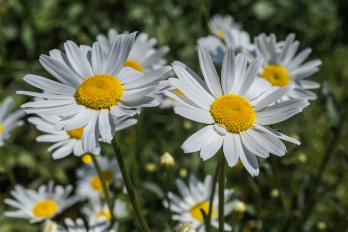 Common Noxious Weeds in Alberta – Ox-Eye Daisy