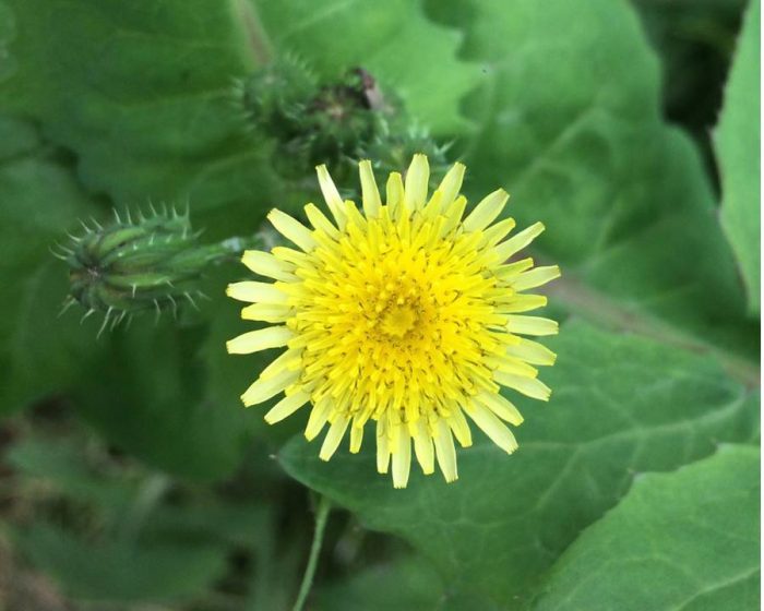 Common Noxious Weeds in Alberta – Perennial Sow-Thistle