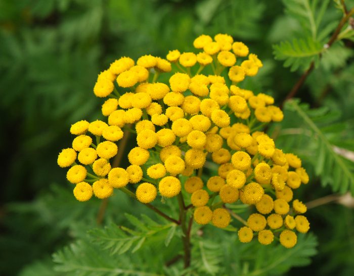 Common Noxious Weeds in Alberta – Common Tansy