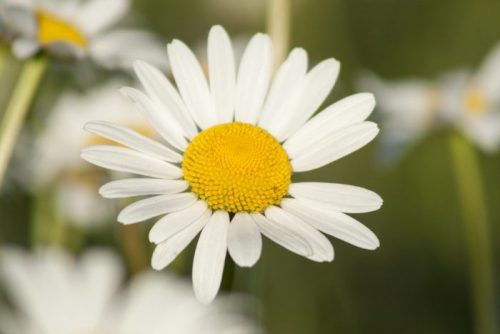 Common Noxious Weeds in Alberta – Scentless Chamomile