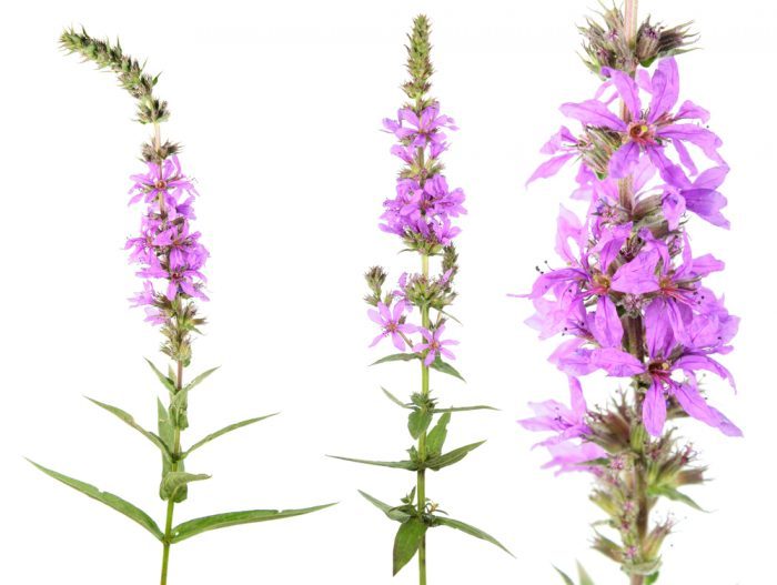 Common Noxious Weeds in Alberta – Purple Loosestrife