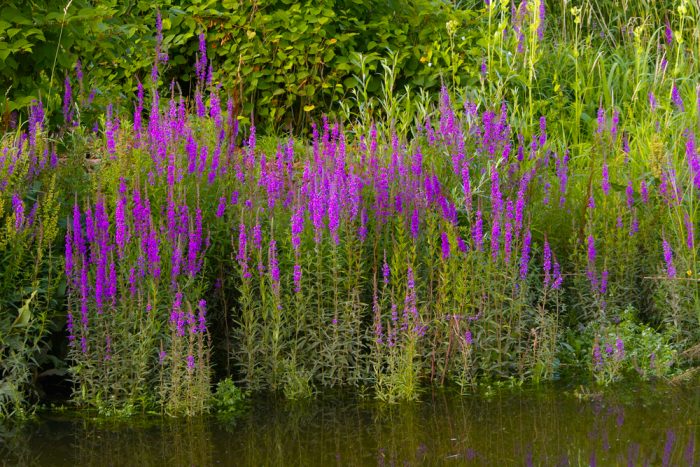 Common Noxious Weeds in Alberta – Purple Loosestrife - Weed Control ...