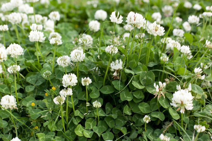 Common Nuisance Weeds in Alberta – White Clover