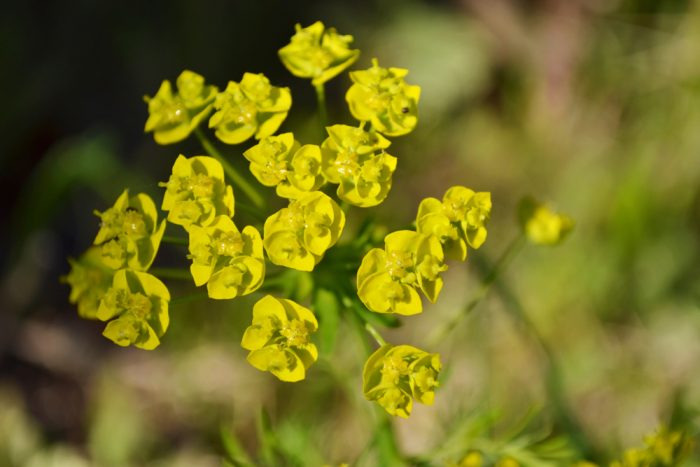 Common Noxious Weeds in Alberta – Leafy Spurge