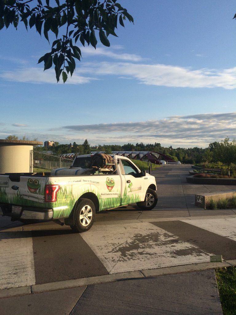 The Best Time of Year to Apply Weed Control Green Oasis Lawn Care