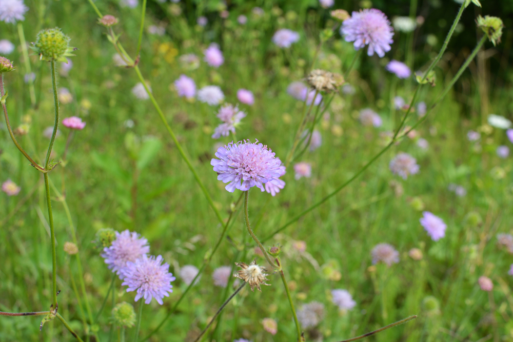 Common Noxious Weeds in Alberta – Field Scabious