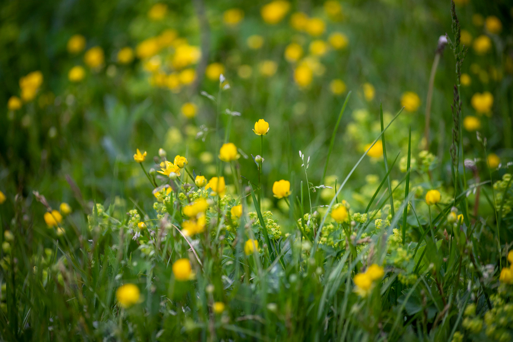 Common Noxious Weeds in Alberta – Tall Buttercup
